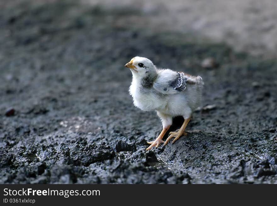 A small chicken photographed at an indian village at the amazon. A small chicken photographed at an indian village at the amazon