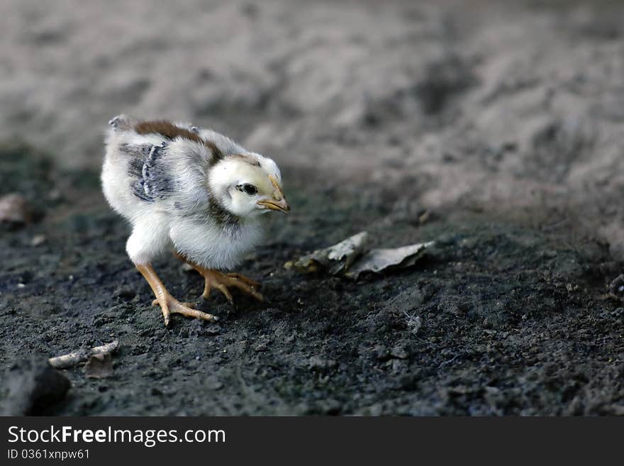 A small chicken photographed at an indian village at the amazon. A small chicken photographed at an indian village at the amazon