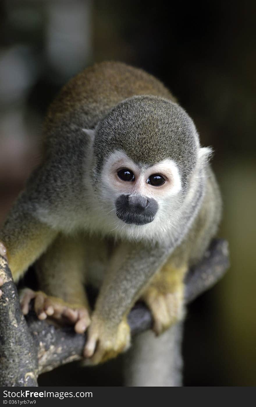 A monkey photographed at the amazon. A monkey photographed at the amazon