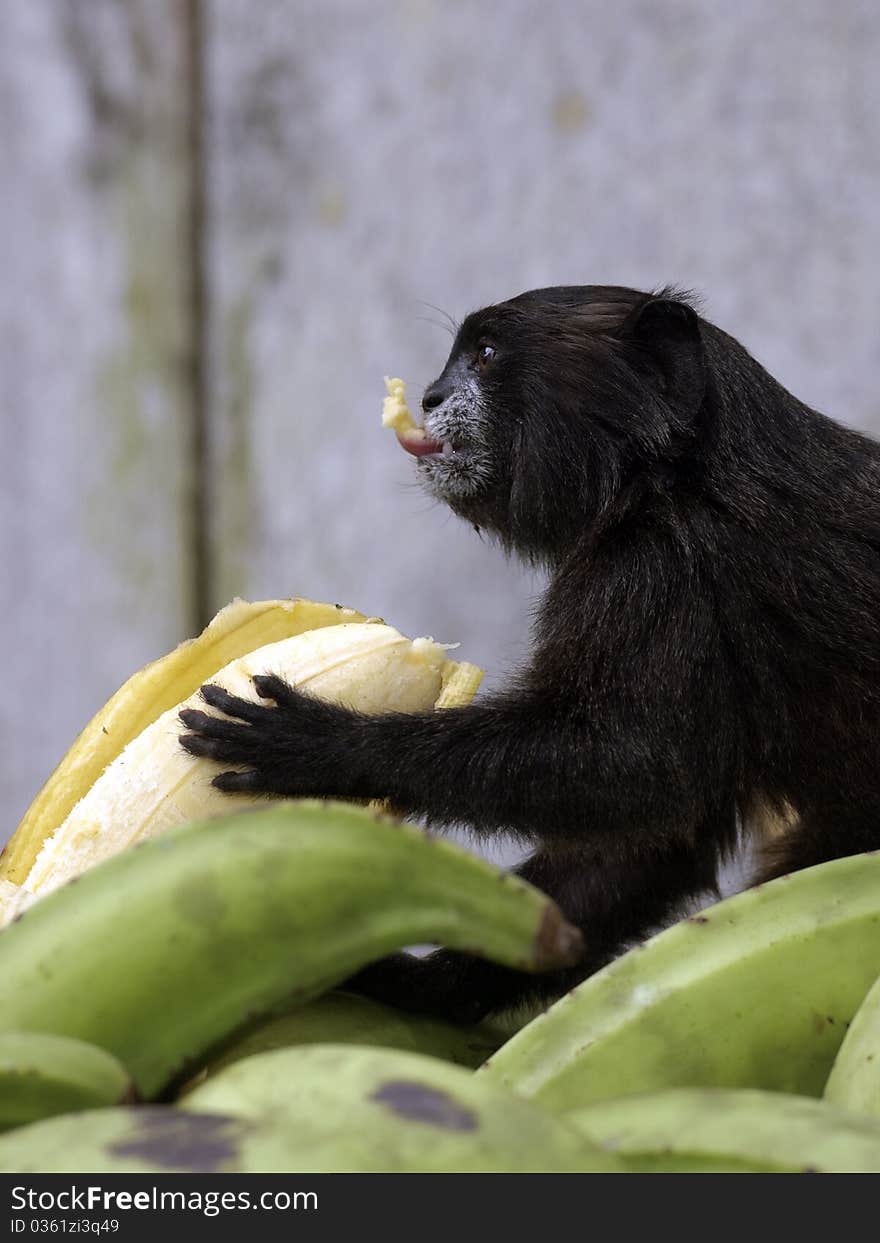 A monkey photographed at the amazon. A monkey photographed at the amazon