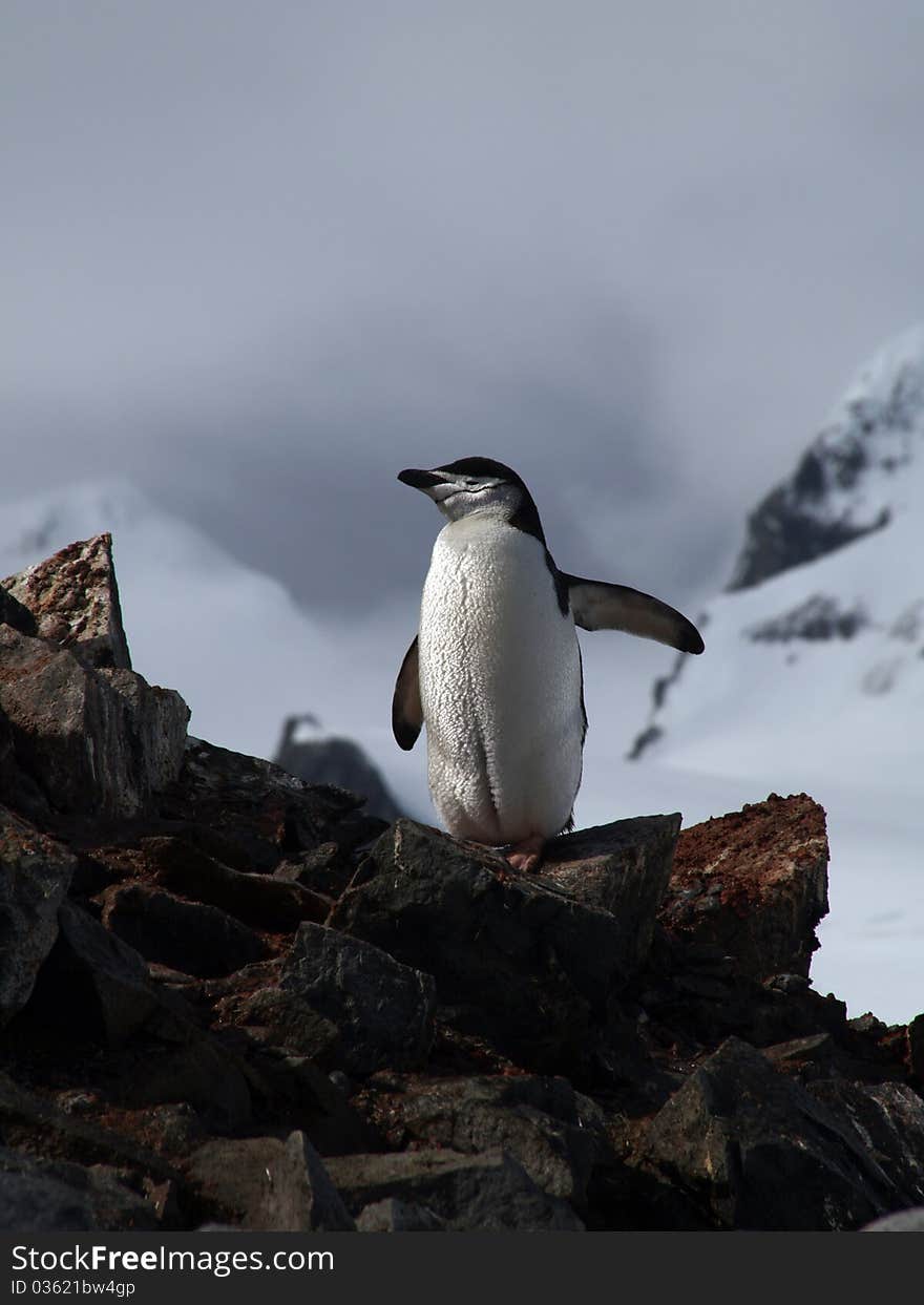 Penguin