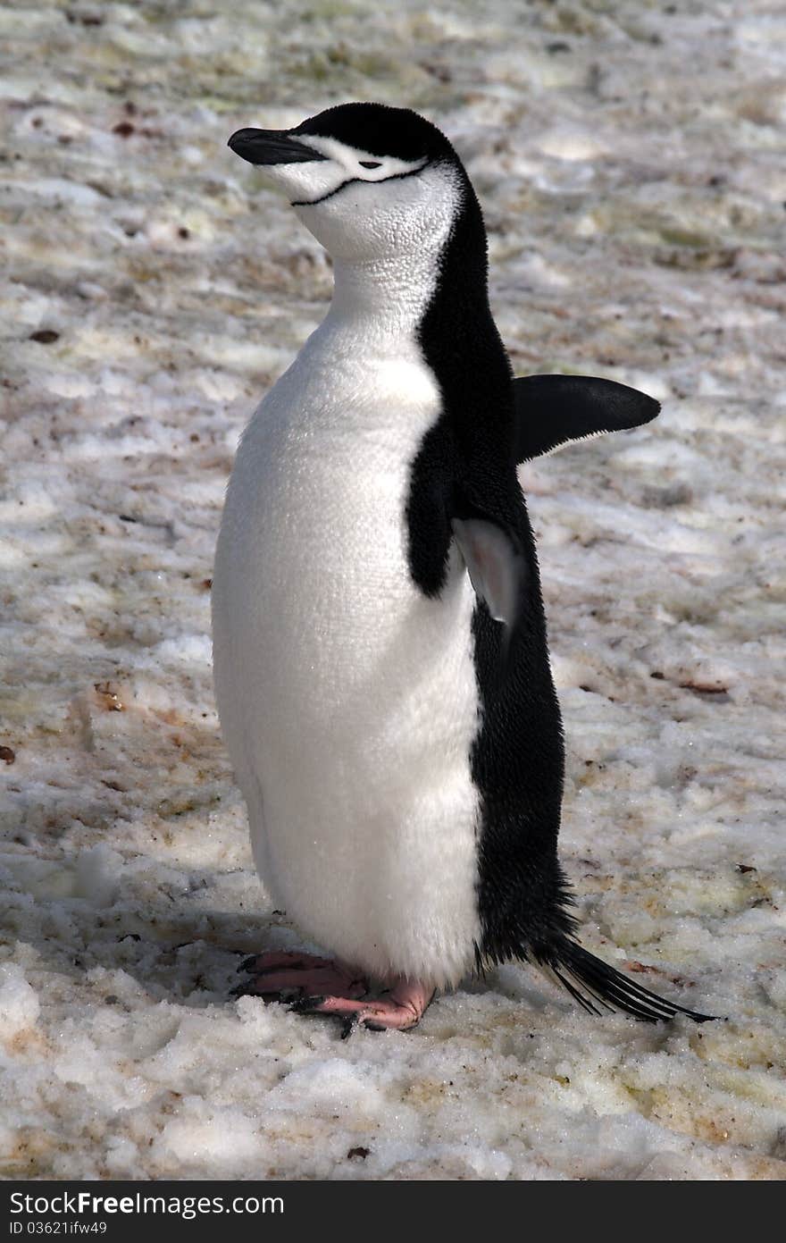 Penguin