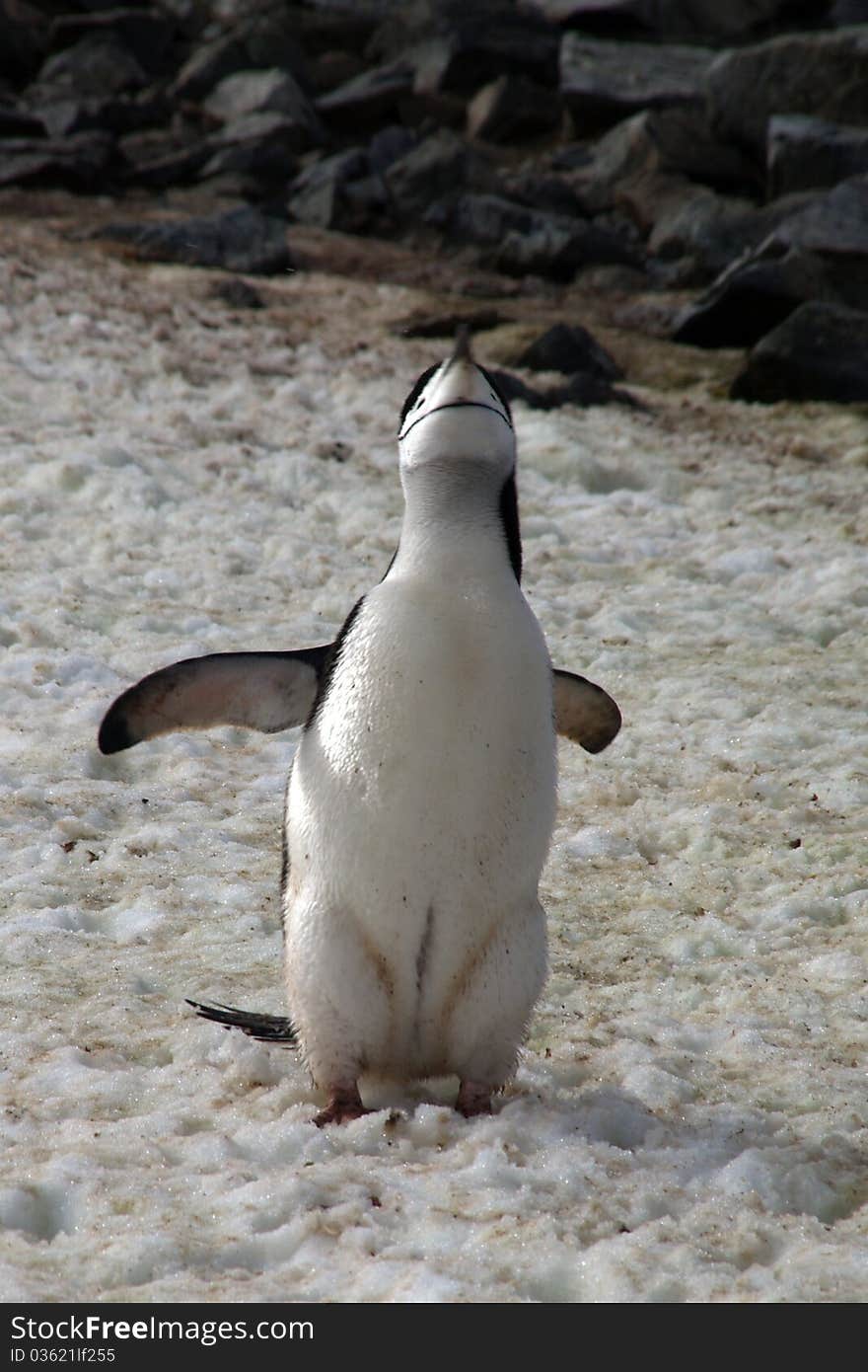 Penguin