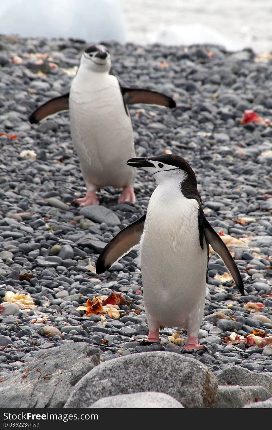 Penguin