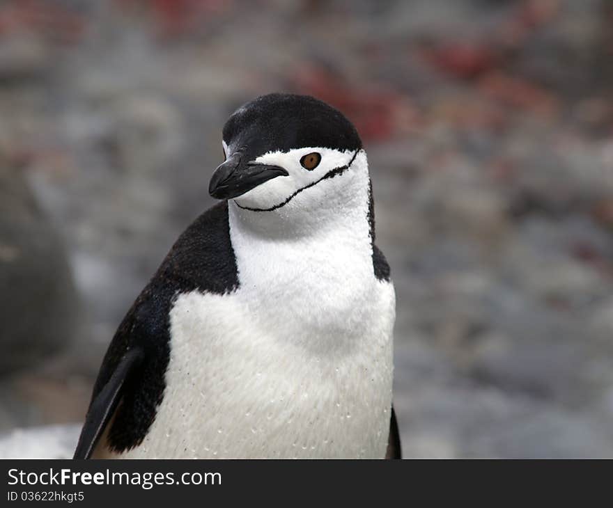 Penguin