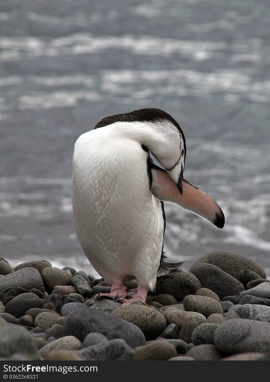 Penguin