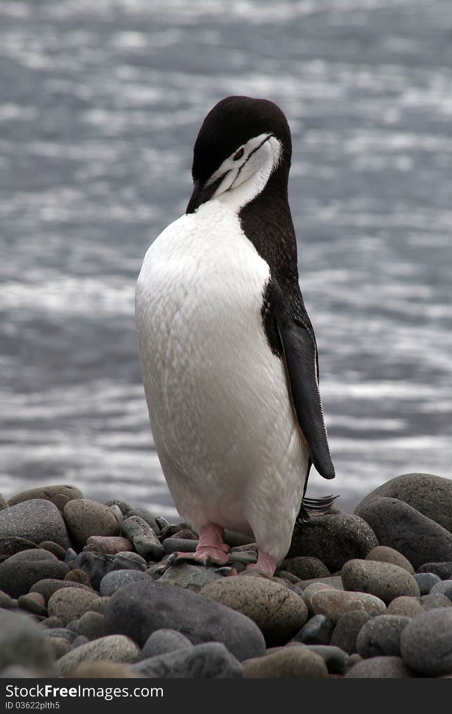 Penguin