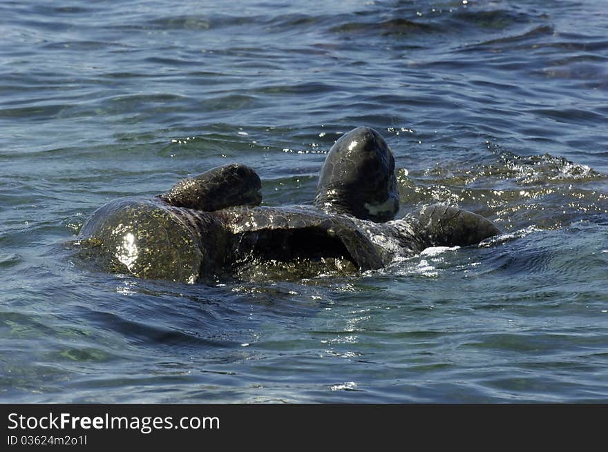 Sea Turtles Mating