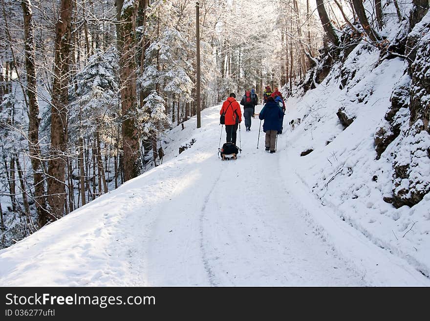 Sledgers on the way up in the bavarian alps