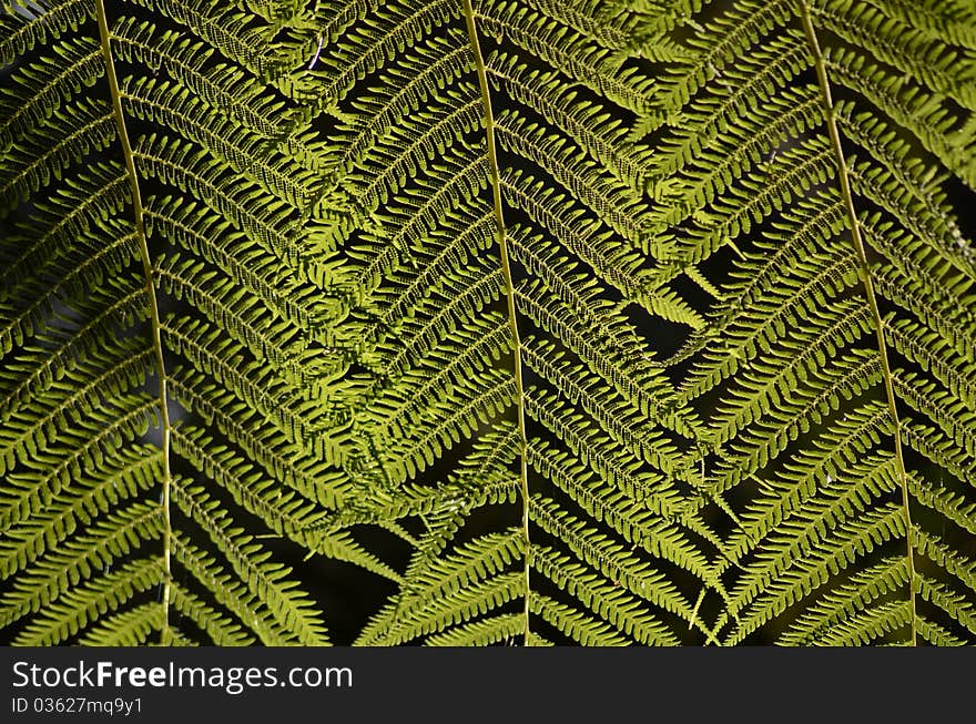 Fern