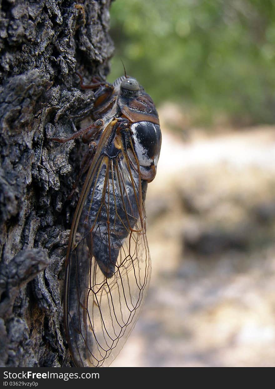 Macro of a Greek Cicada on a pine tree