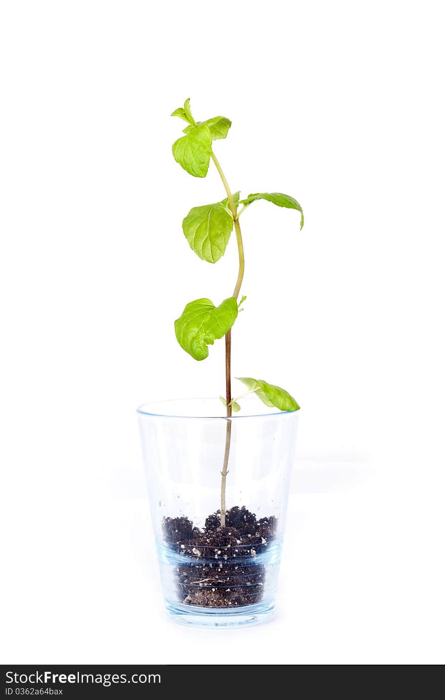 Green plant in blue glass. Green plant in blue glass