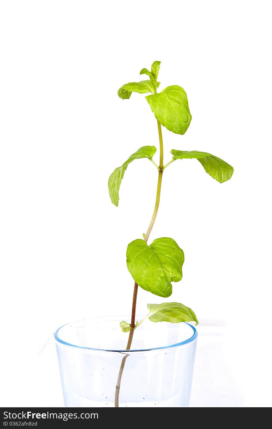 Green plant in blue glass. Green plant in blue glass