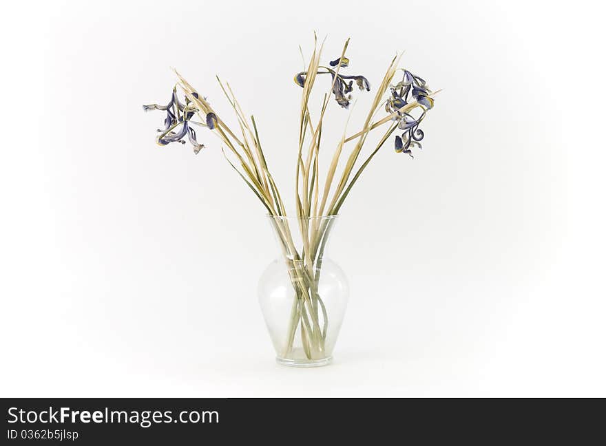 Dried purple irises, six, with green and brown stems and leaves, in a clear glass vase. Horizontal on white background. Dried purple irises, six, with green and brown stems and leaves, in a clear glass vase. Horizontal on white background.