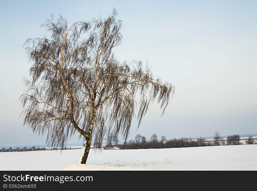 The birch growing in the field in a winter season. The birch growing in the field in a winter season