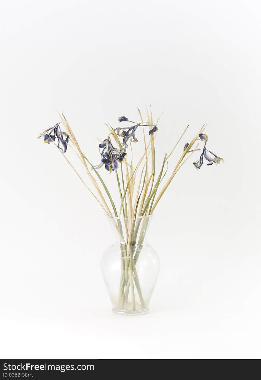 Dried purple irises, six, with green and brown stems and leaves, in a clear glass vase. Vertical on white background. Dried purple irises, six, with green and brown stems and leaves, in a clear glass vase. Vertical on white background.