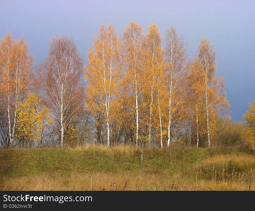 Autumn tree birch yellow orange bright leaves