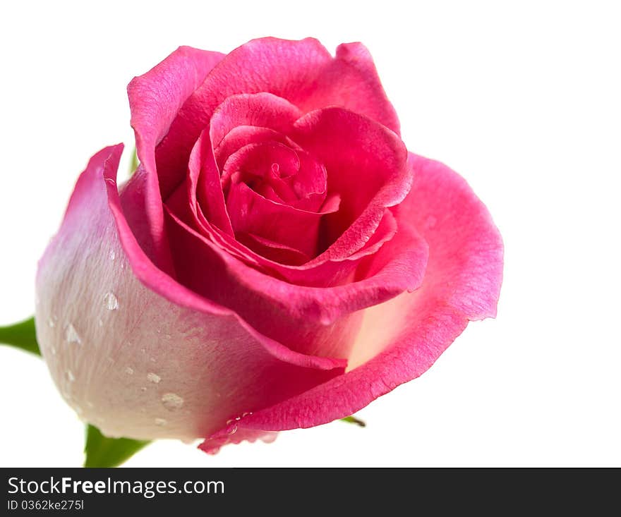 Pink rose on a white background