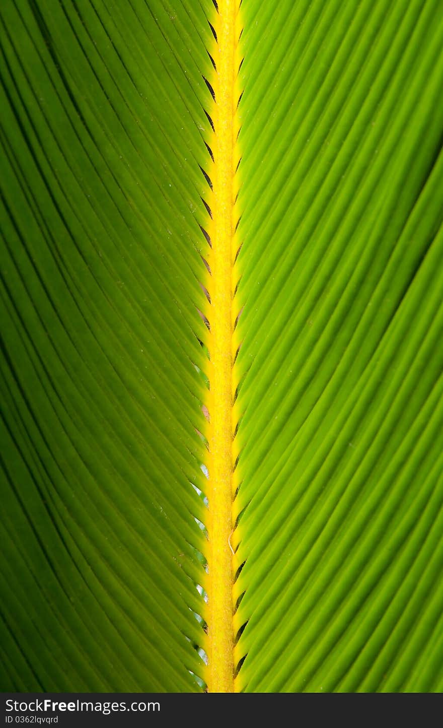 The close up photo of palm tree leaf. The close up photo of palm tree leaf