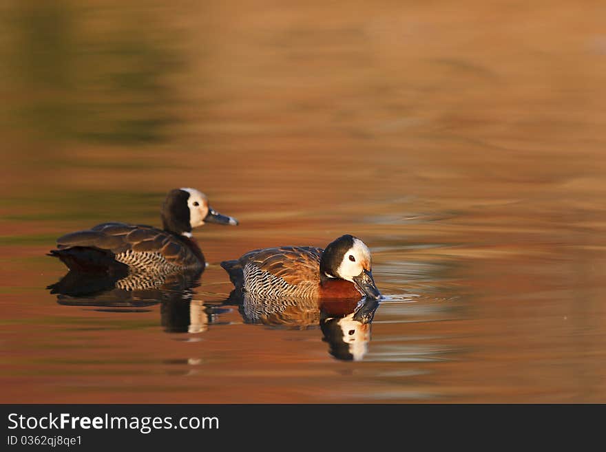 A pair of wistling ducks rest on a placid lake. A pair of wistling ducks rest on a placid lake.