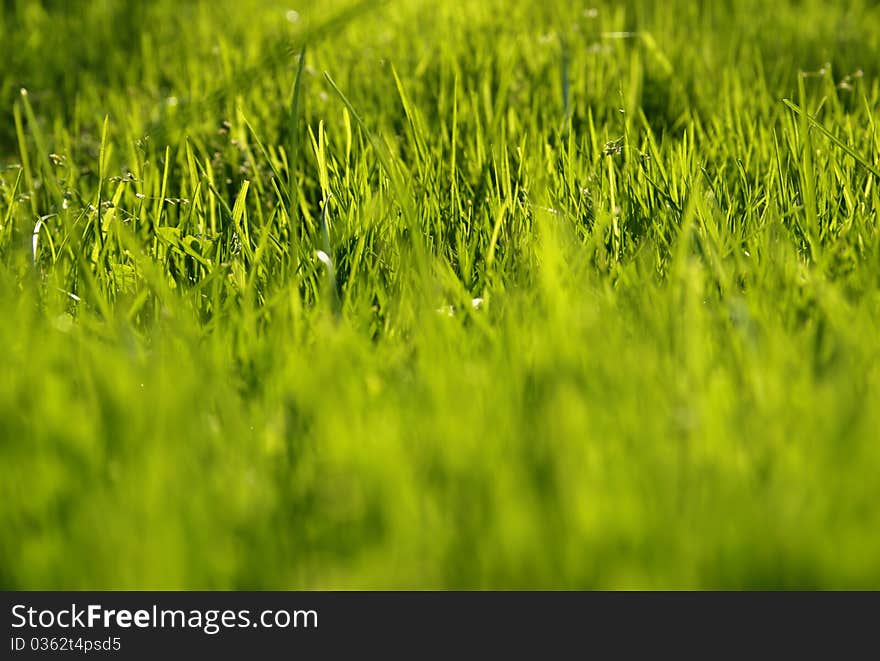 Close-up of the green grass.