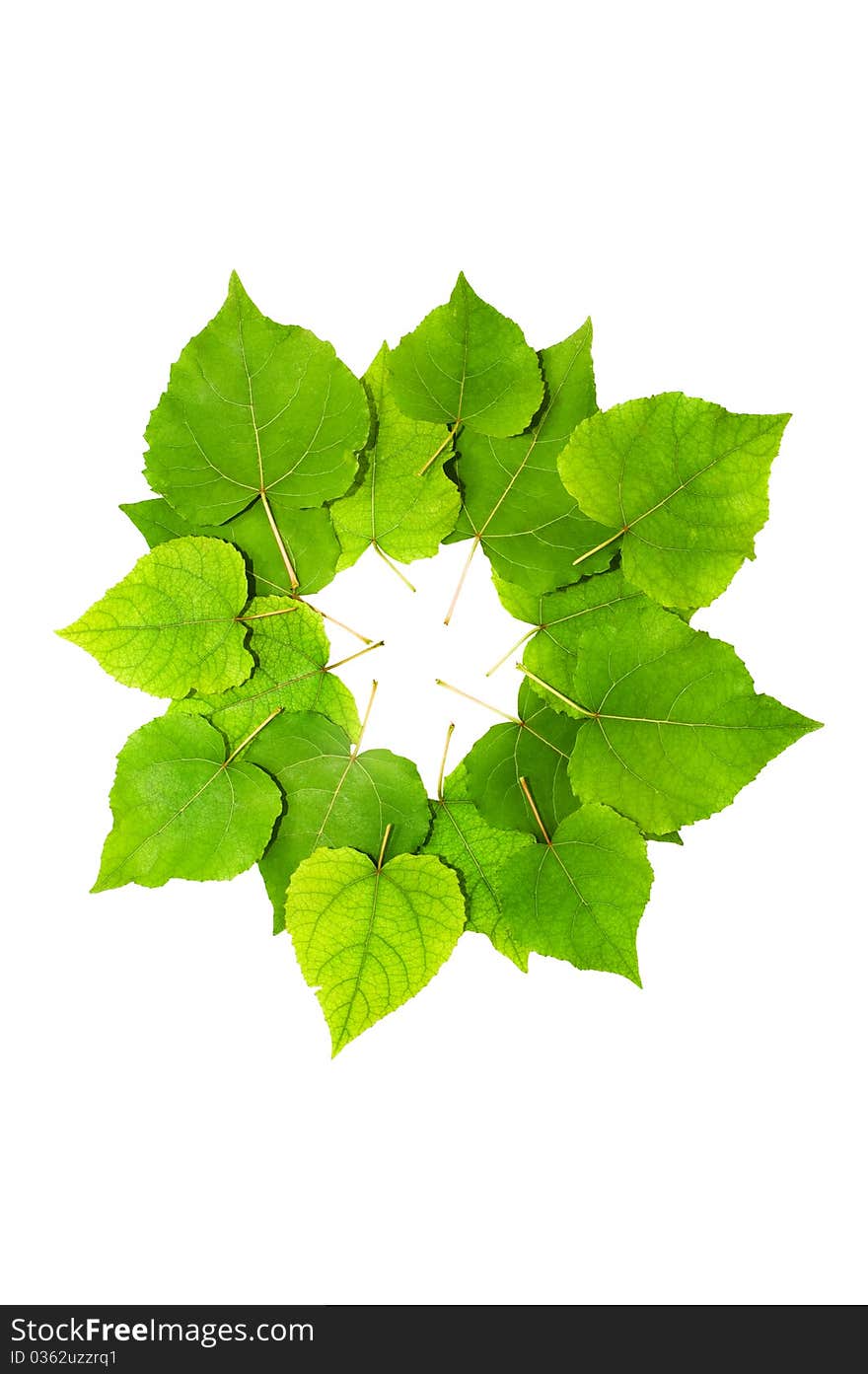 Green leaves isolated on white. Green leaves isolated on white