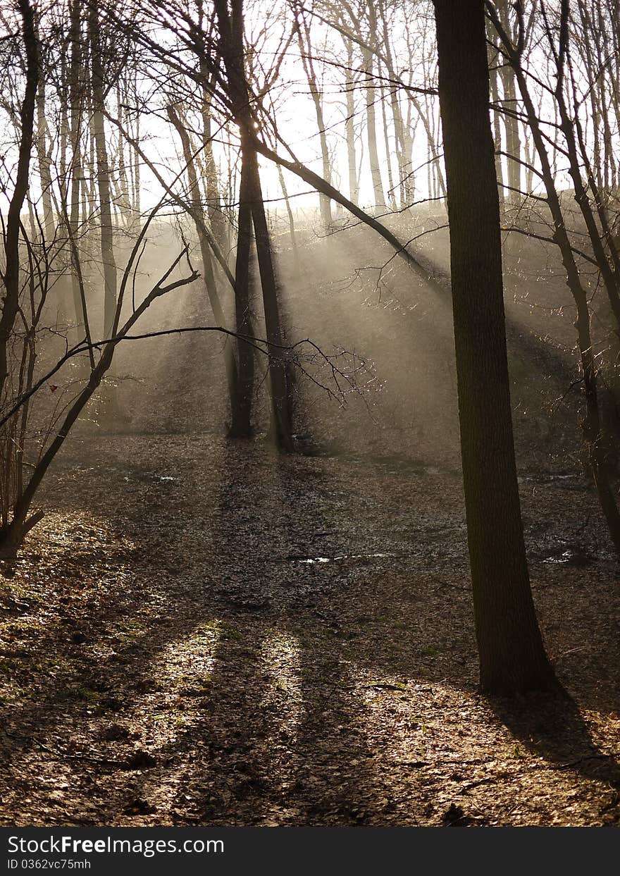 Sunlight in the forest on winter day.