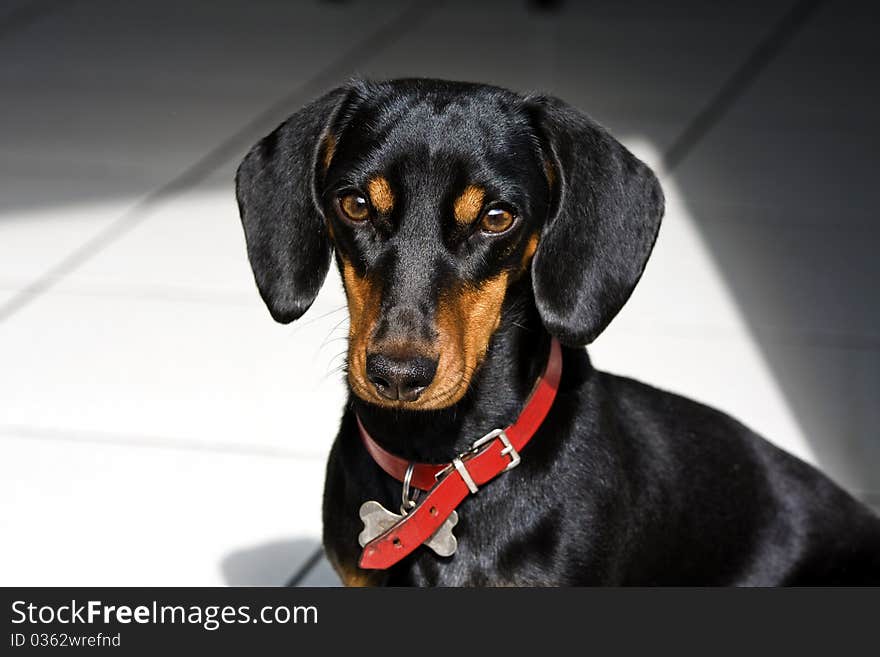 Portrait of a shaft and brown dog. Portrait of a shaft and brown dog