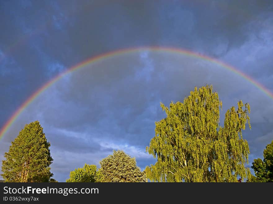 Spring Rainbow Over Green Trees