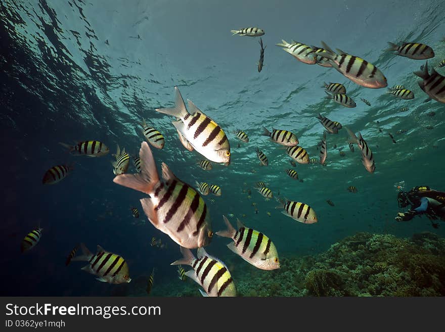 Marine life in the Red Sea.