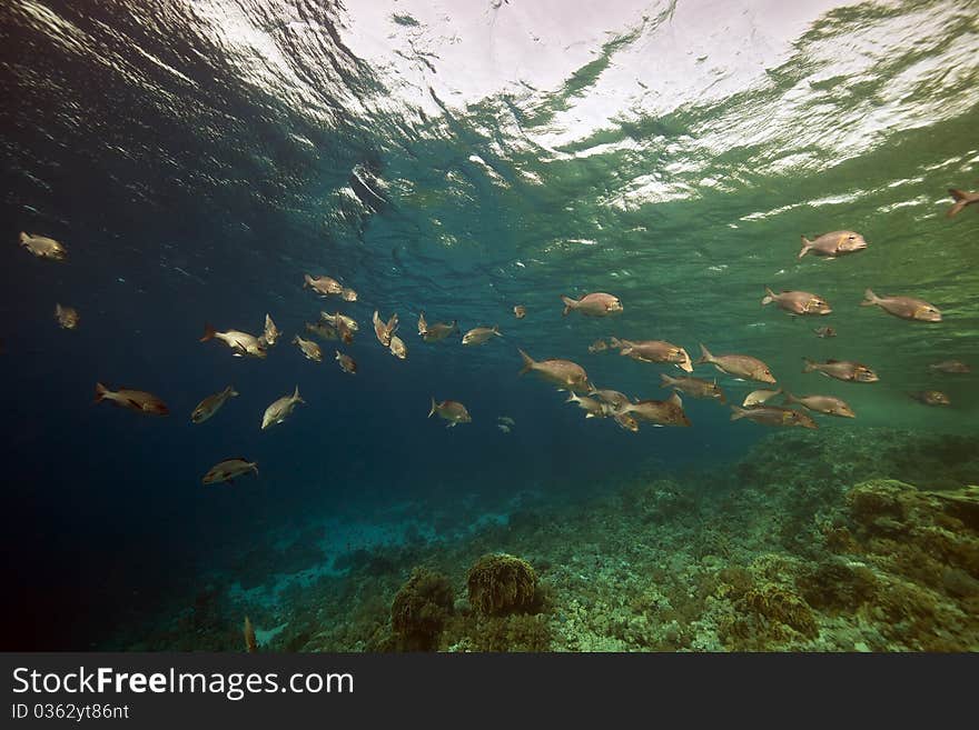 Marine life in the Red Sea.