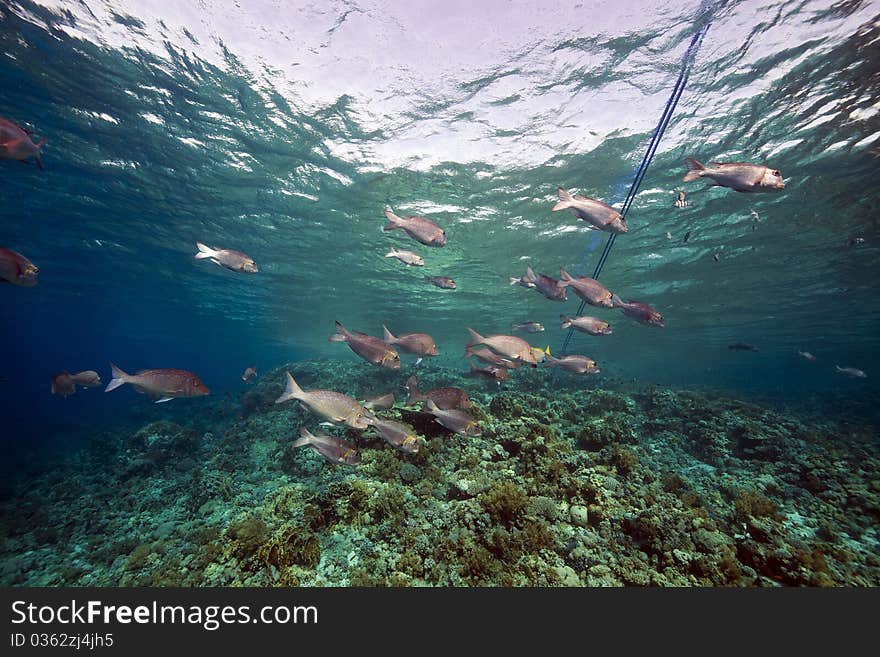 Marine Life In The Red Sea.