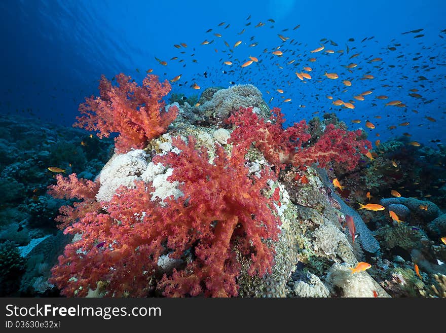 Marine Life In The Red Sea.