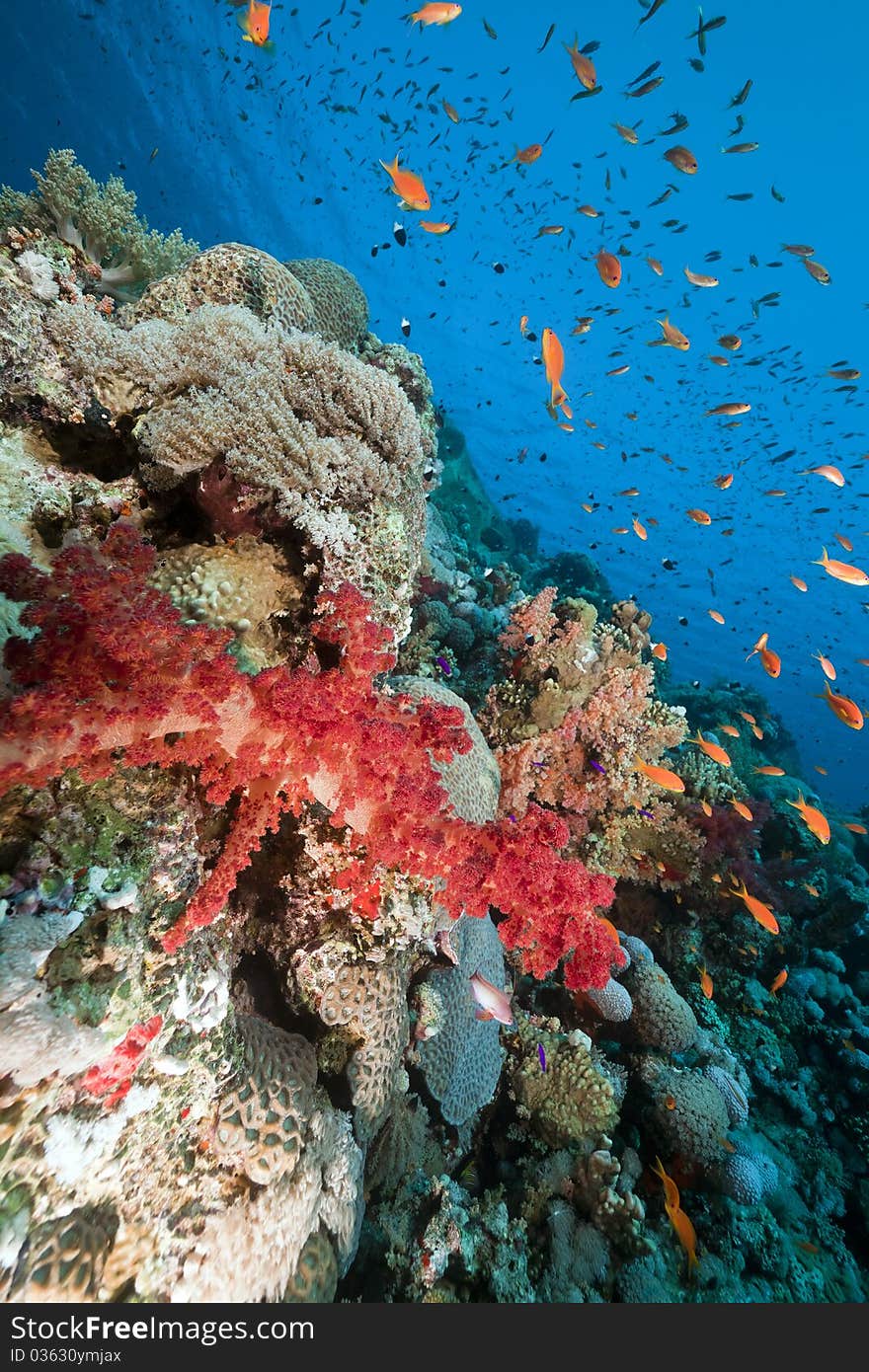 Marine life in the Red Sea.