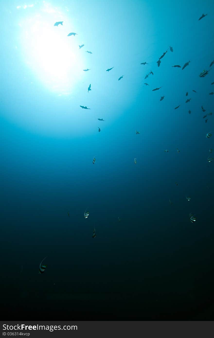 Marine Life In The Red Sea.