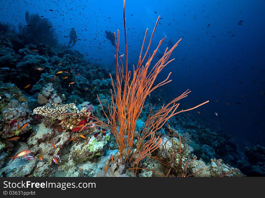 Cluster Whip Coral And Divers In The Red Sea.