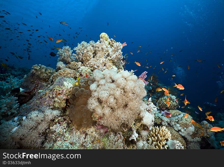 Anemone and anemonefish in the Red Sea.