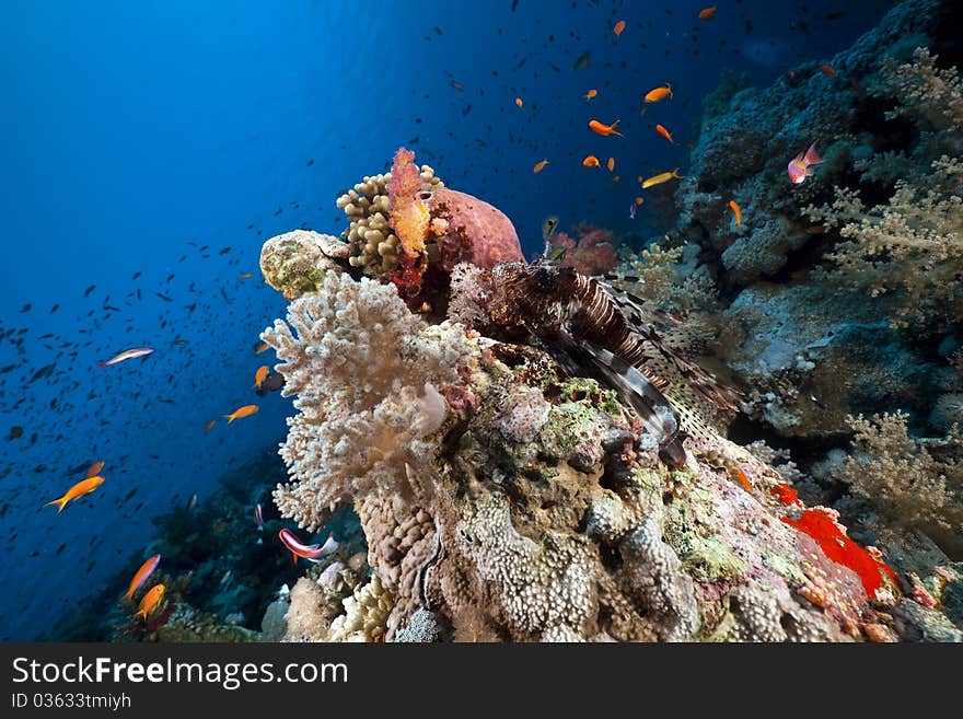 Marine Life In The Red Sea.