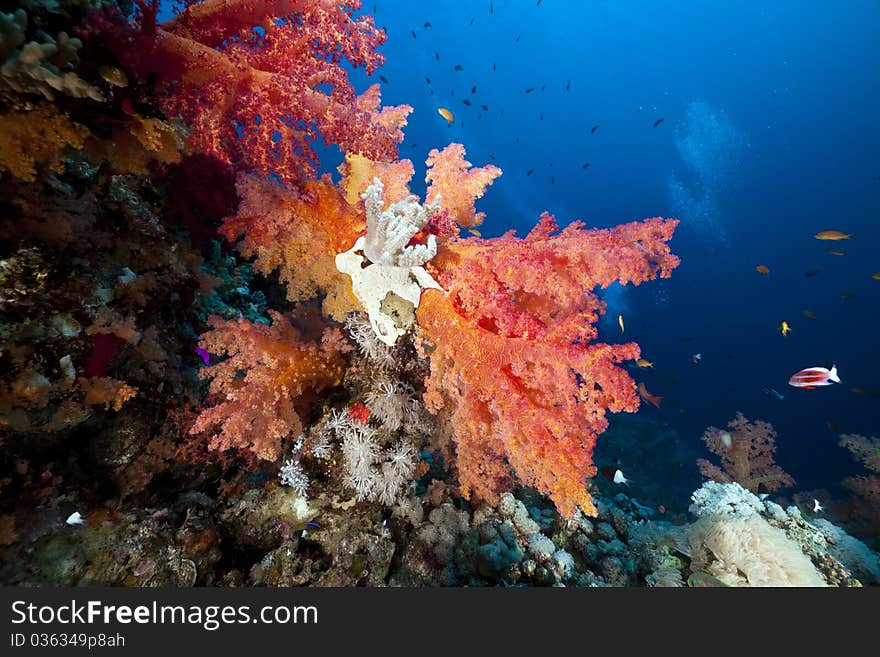 Marine Life In The Red Sea.