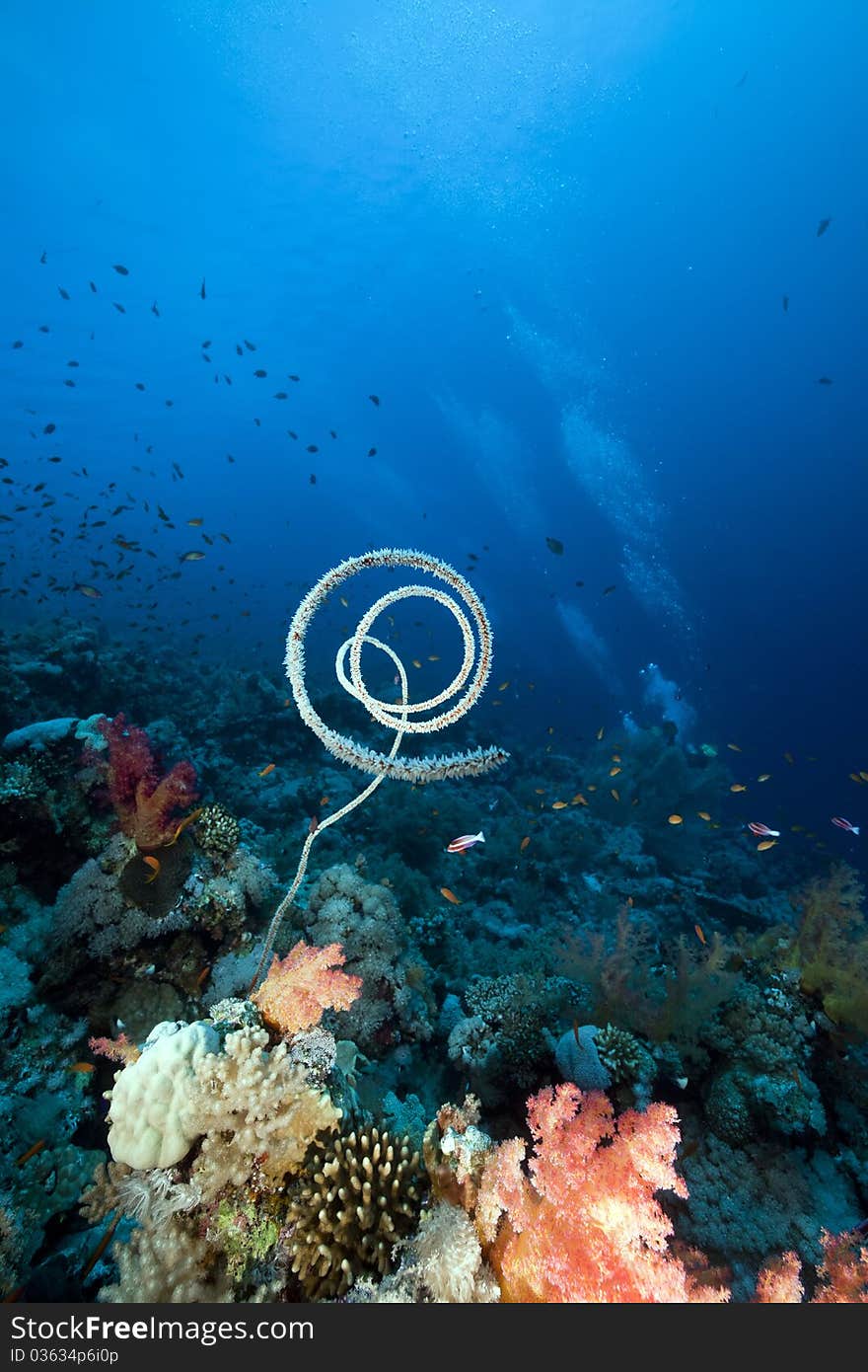 Marine life in the Red Sea.