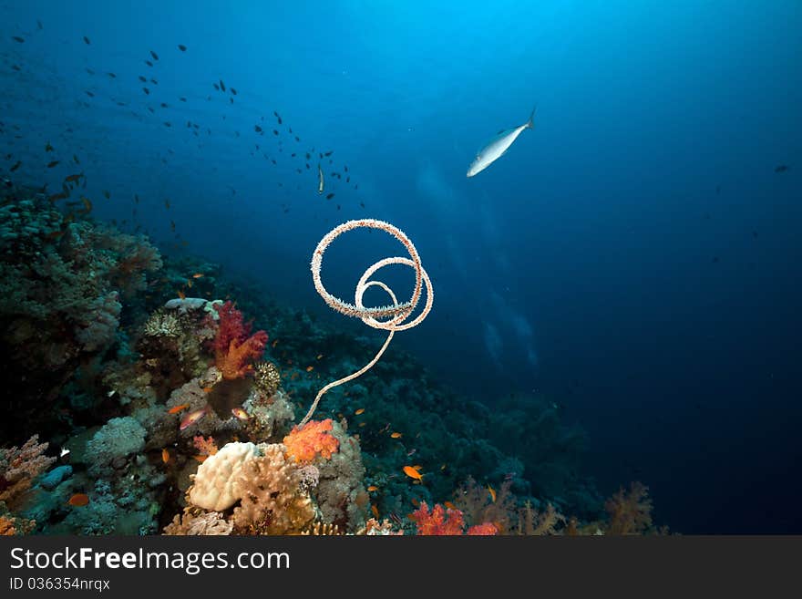 Marine Life In The Red Sea.