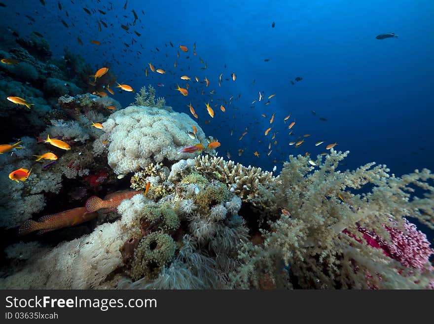 Marine life in the Red Sea.