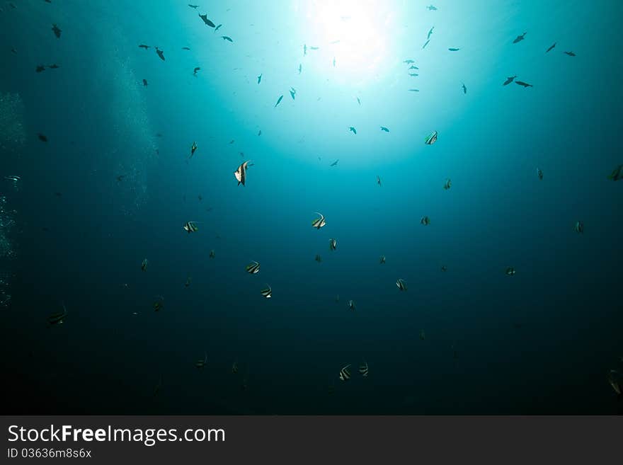 Marine life in the Red Sea.