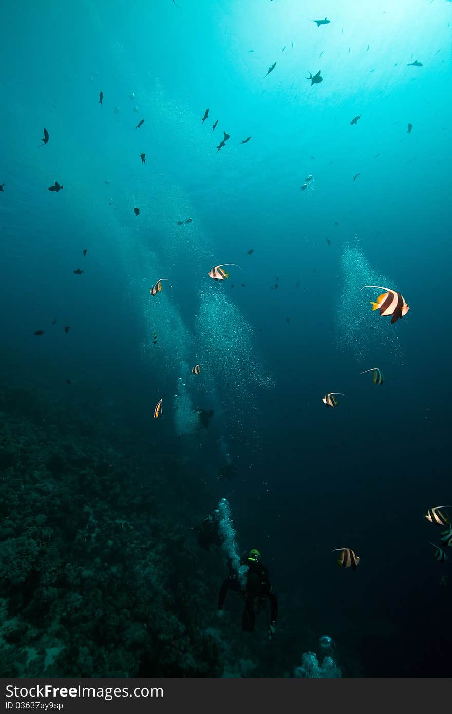 Schooling bannerfish in the Red Sea.