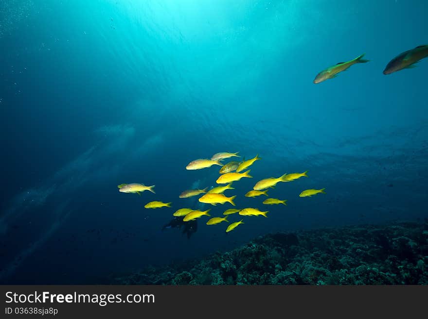 Yellowsaddle goatfish in the Red Sea.