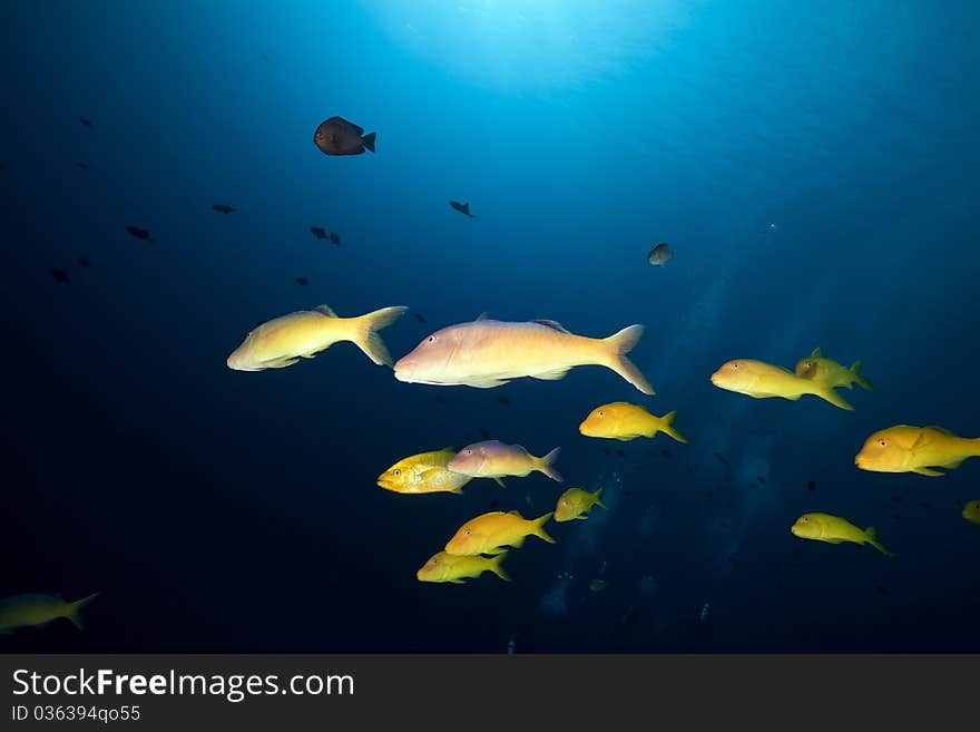 Yellowsaddle goatfish in the Red Sea.