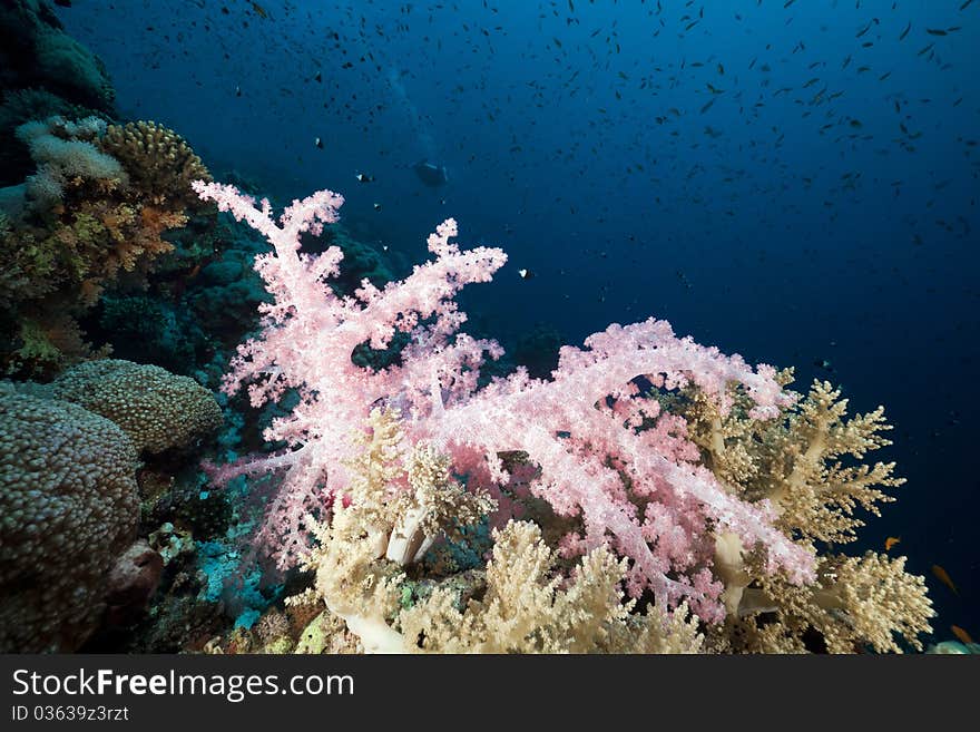 Marine life in the Red Sea.