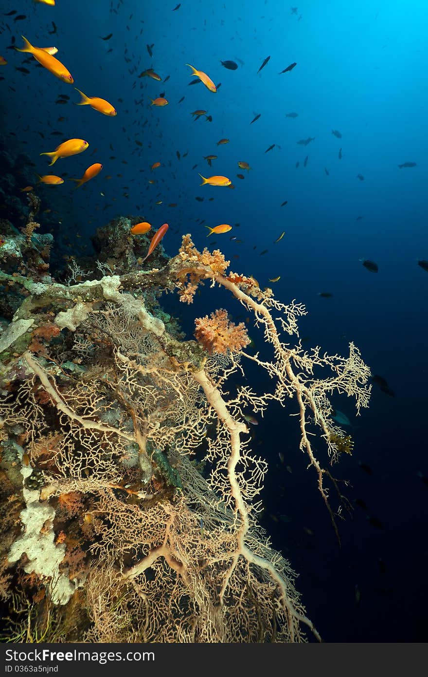 Marine life in the Red Sea.