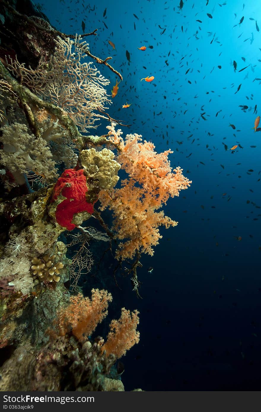 Marine life in the Red Sea.