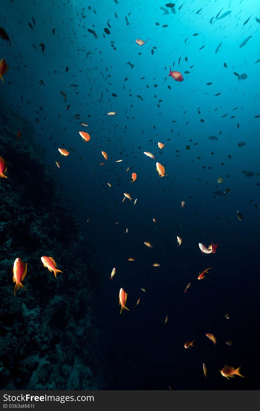 Marine life in the Red Sea.